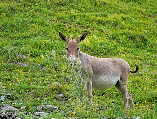 Grey donkey standing in the green meadow, Caucasus, Georgia 