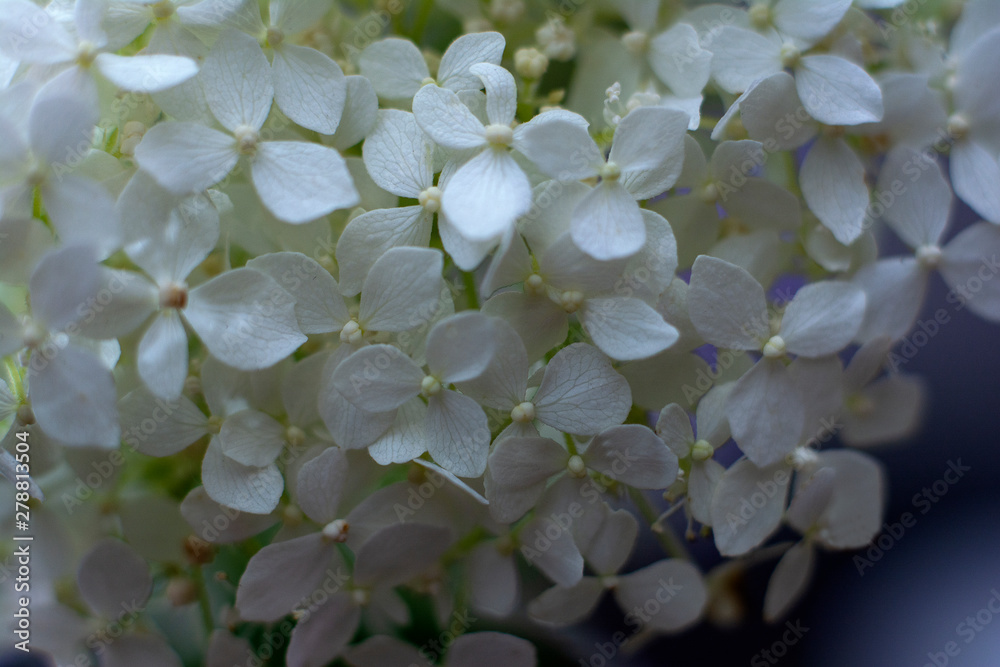 Wonderful white flowers. Wedding design. Closeup. Flowers background. Wonderful white flowers. Wedding design. Closeup. Flowers background.