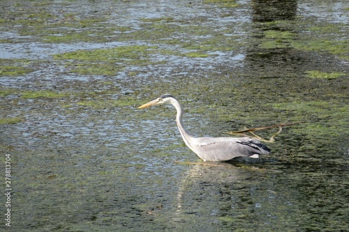 Grey great heron on the pond in Florida nature  © natalya2015