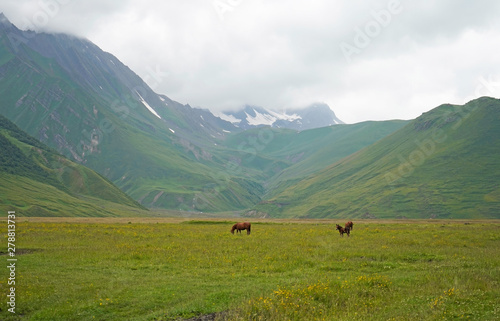 Horses in the meadow, mountains in the background. Truso Valley, Caucasus Mountains, Georgia 