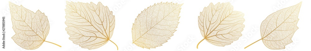 Set leaves on white. Vector illustration. - obrazy, fototapety, plakaty 