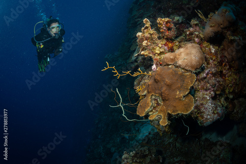 Diver explores the corals on the reef in Bonaire  Netherlands Antilles