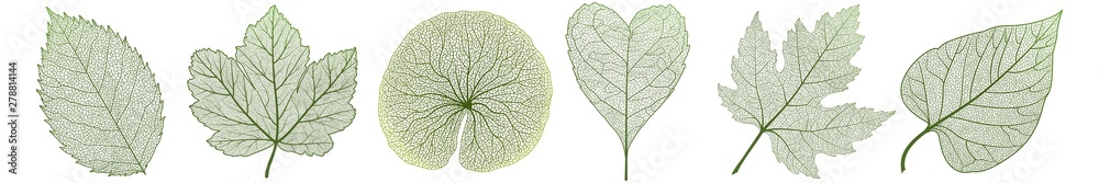 Set leaves on white. Vector illustration.