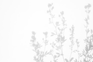 Gray shadows of the flowers and delicate grass on a white wall. Abstract neutral nature concept background. Space for text.