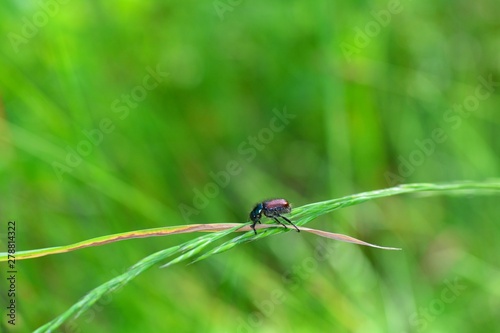 One Garden foliage beetle ( Phyllopertha horticola ) on plant in front of green nature