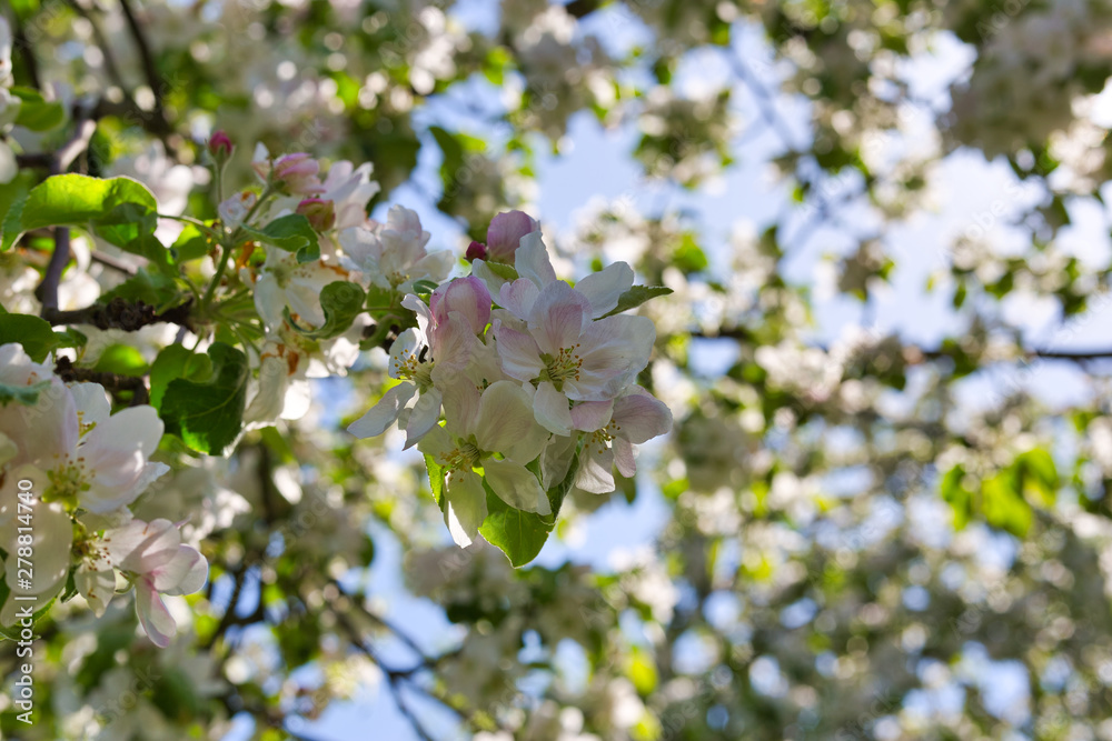 Blüten eines Apfelbaums