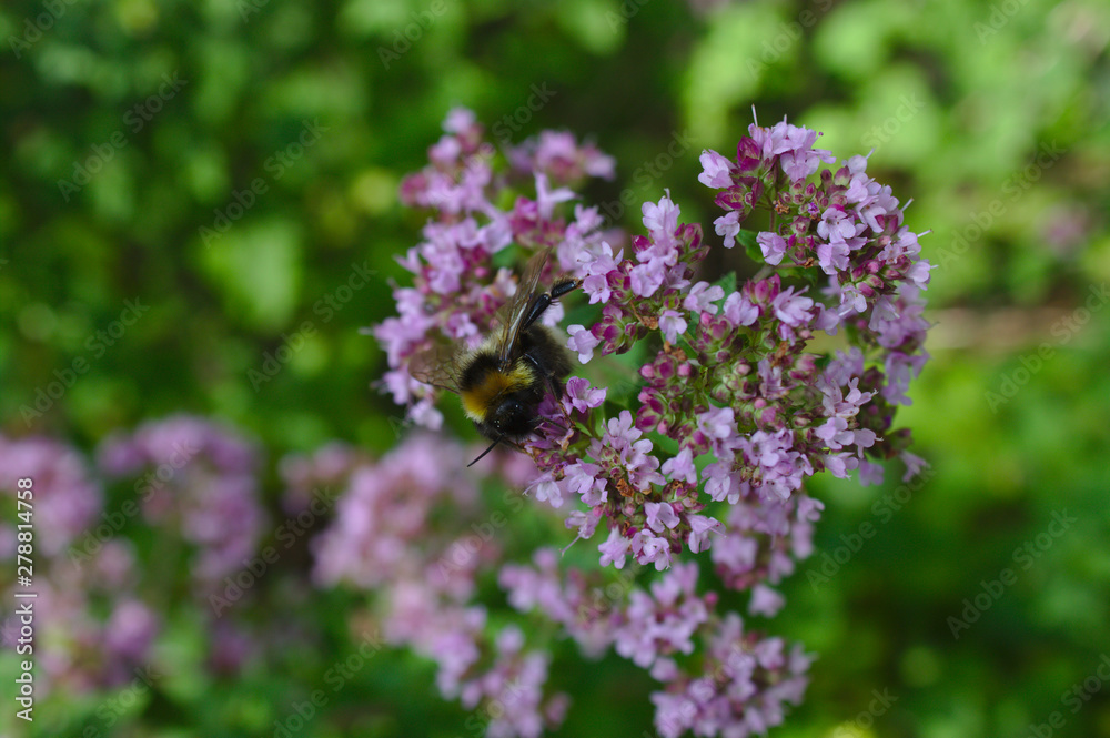 Hummel auf einer Minze im Wald Hummel auf einer Minze im Wald