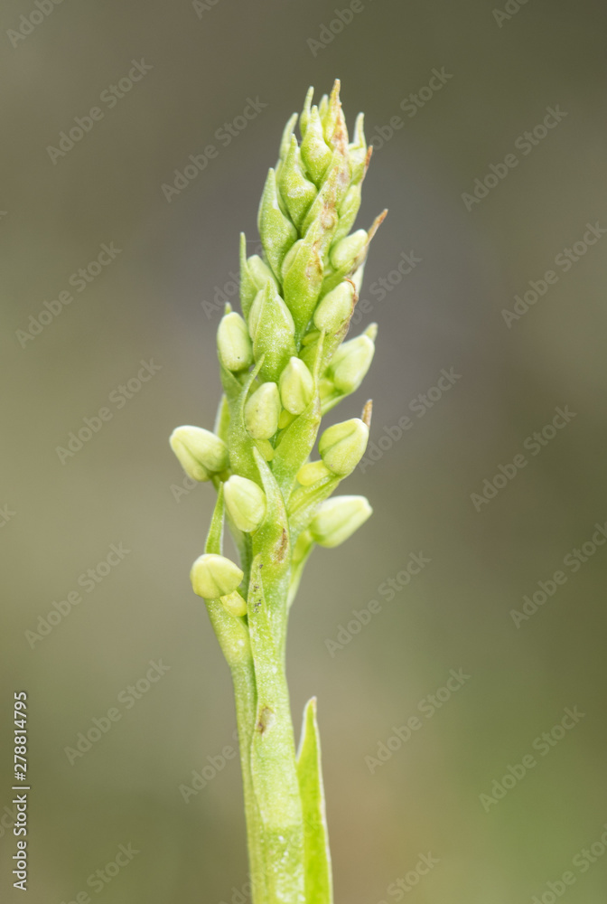 Pseudorchis albida small high mountain wild orchid with the cocoons closed pale green Pseudorchis albida small high mountain wild orchid with the cocoons closed pale green