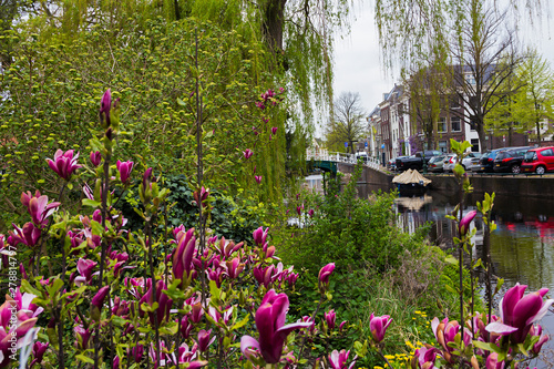 Fototapeta Naklejka Na Ścianę i Meble -  Leiden, Holland, Netherlands, April 18, 2019,  a street, canal in Leiden old town, Nieuwsteebrug view . Magnolia flowers, boat on the water.