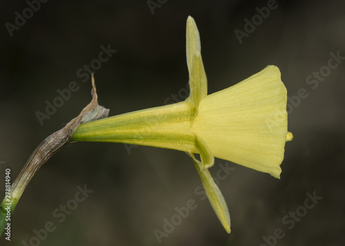 Narcissus bulbocodium an intense pale yellow daffodil found in Castro Vanera photo