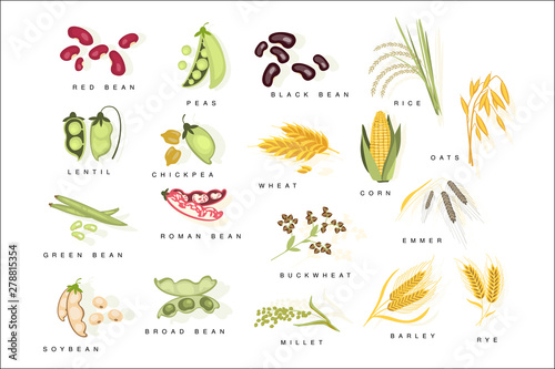 Cereal Plants With Names Set Flat Realistic Bright Color Infographic Illustration On White Background.