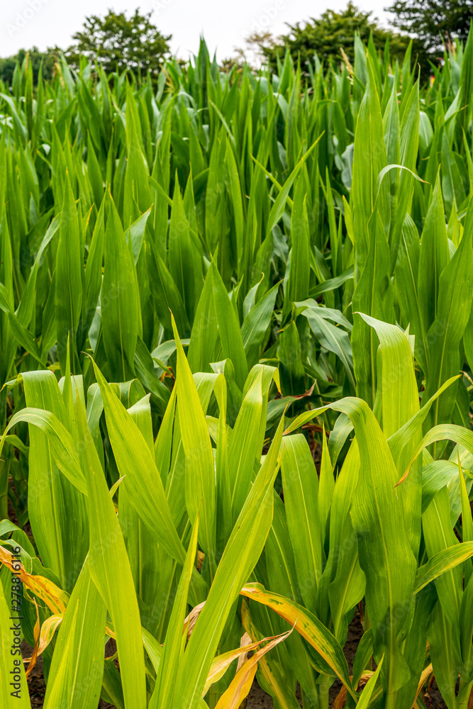 Fototapeta premium close up Corn field in the countryside, Many maize grown for harvest to sell to food factory.