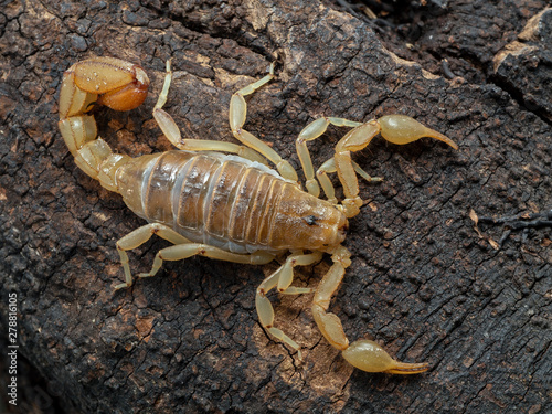 stripe-tailed scorpion, Paravaejovis spinigerus, viewed from above on bark