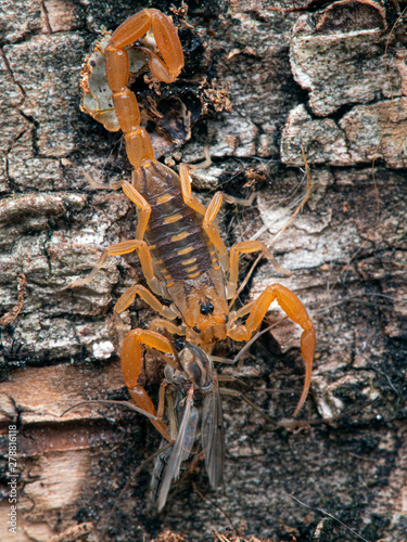 juvenile Arizona bark scorpion, Centruroides sculpturatus, eating a non-biting midge (chironomid), on bark, vertical