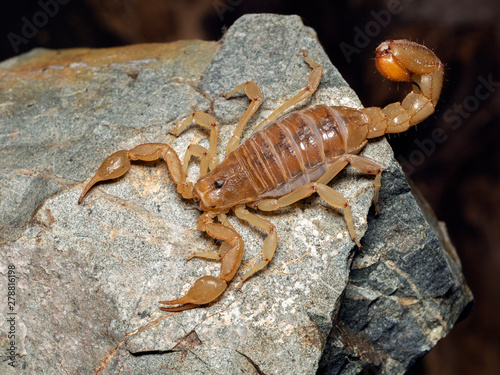 stripe-tailed scorpion, Paravaejovis spinigerus, from above, on rock