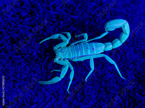 yellow ground scorpion, Paravaejovis confusus, 3/4 view, fluorescing under ultraviolet light (UV) on sand