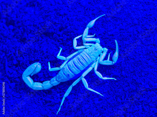 yellow ground scorpion, Paravaejovis confusus, from above, fluorescing under ultraviolet light (UV) on sand