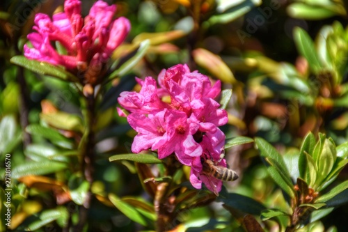 Bewimperte Alpenrose, Alpenrose, Almrausch, Almenrausch, Steinrose, Blüte, Blüten, Blume, Alpenblume, Rhododendron hirsutum, Heidekraut, Heidekrautgewächs, Busch, Strauch, immergrün, Zweig, Blatt, Blä photo