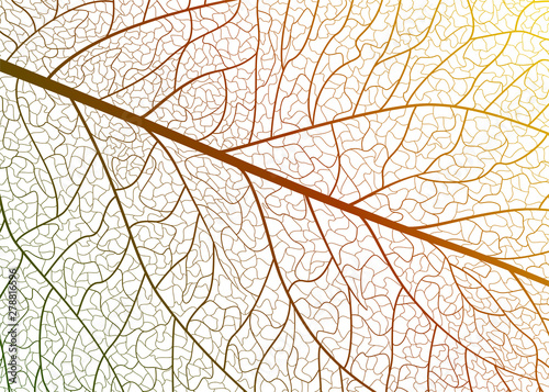 Background texture leaf. Vector illustration.