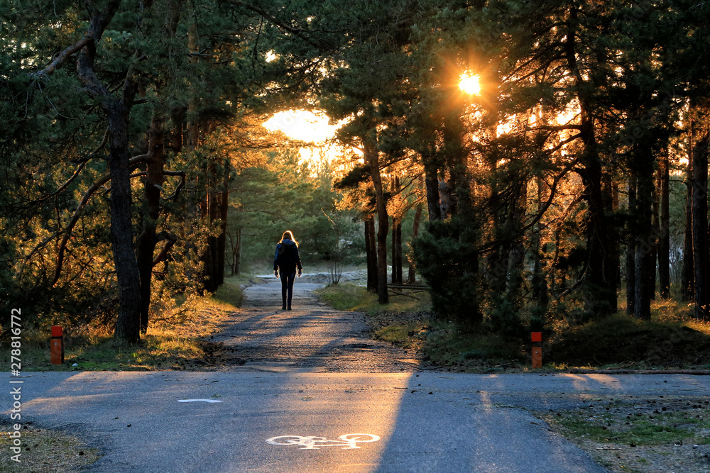 Cycle path in a pine forest on the Curonian Spit in Lithuania during sunset.