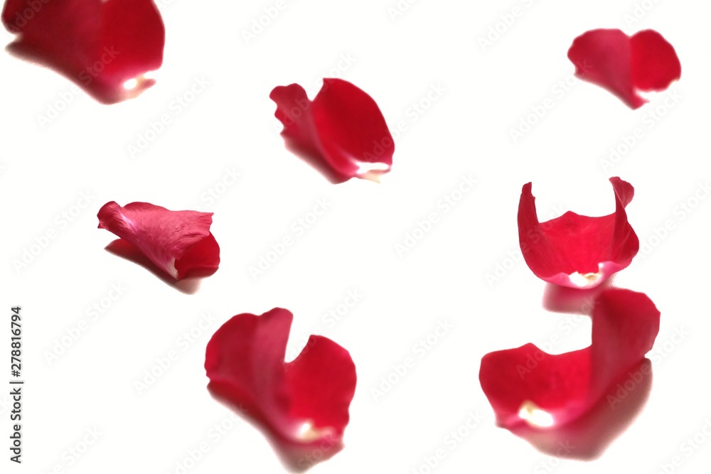 Fototapeta premium Blurred sweet red rose corollas on white isolated for background texture