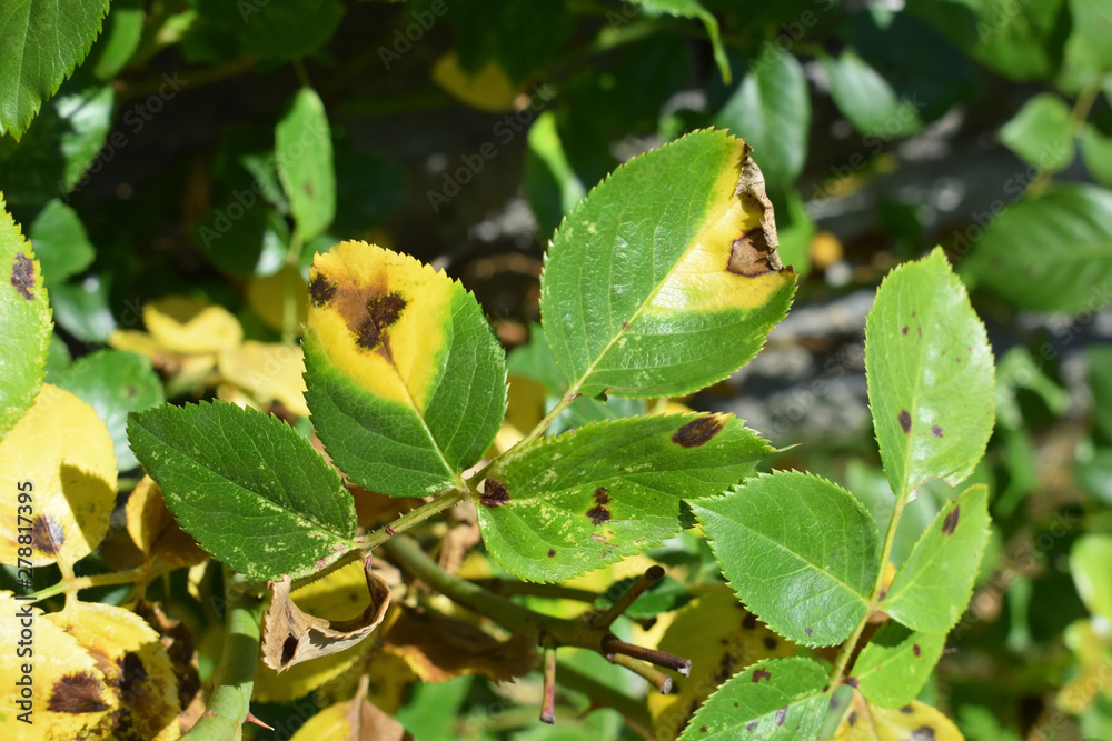 Shrub rose infected by fungal disease Black spot of rose caused by Diplocarpon rosae Shrub rose infected by fungal disease Black spot of rose caused by Diplocarpon rosae
