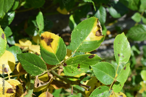 Shrub rose infected by fungal disease Black spot of rose caused by Diplocarpon rosae © Martina