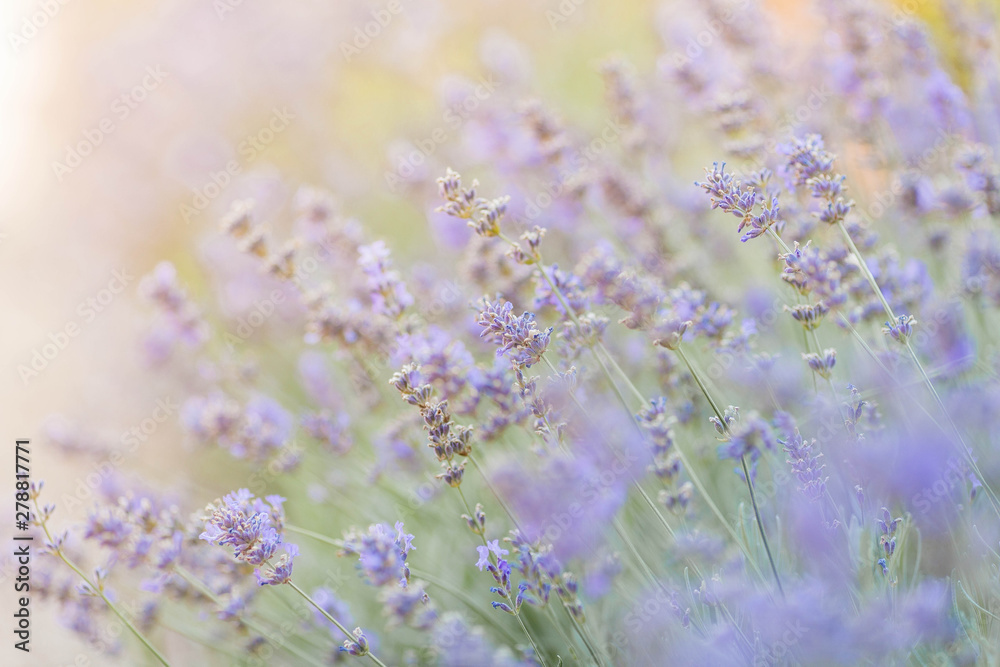 Naklejka premium Beautiful blooming lavender closeup.