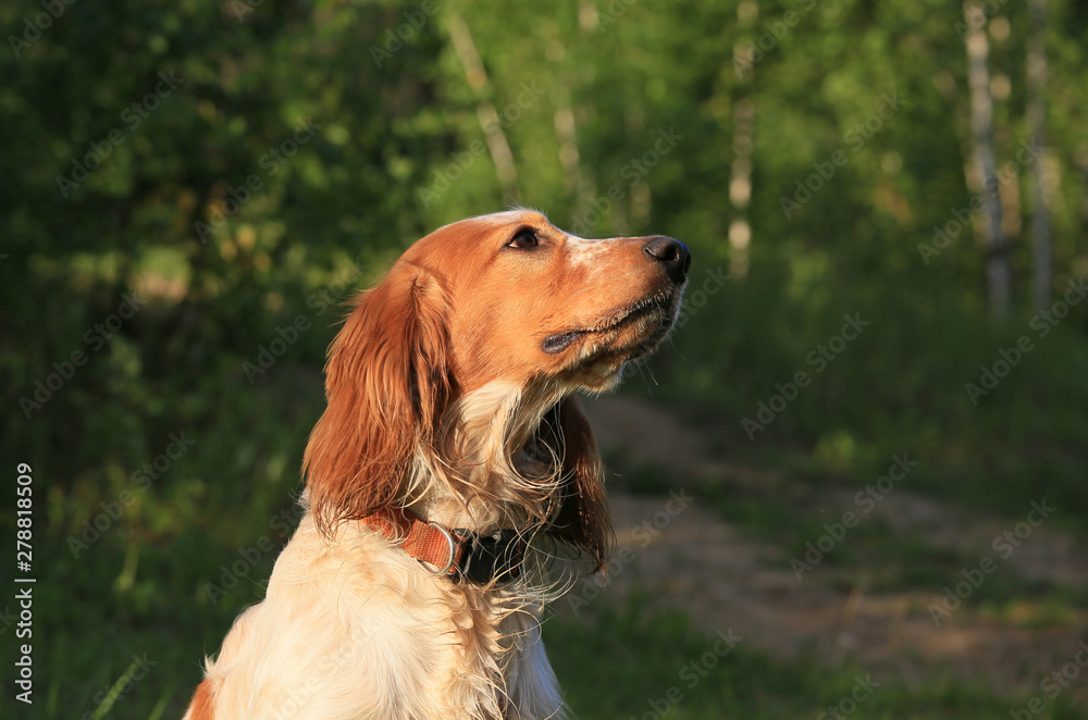 Portrait of a dog breed Russian hunting spaniel in the forest Portrait of a dog breed Russian hunting spaniel in the forest