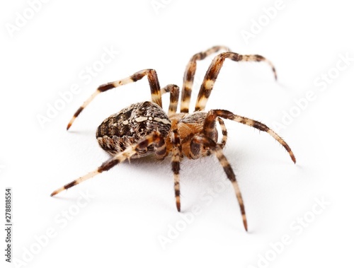 Exotic Spider
