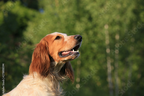 Portrait of a dog breed Russian hunting spaniel in the forest