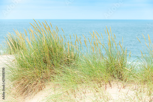 Fototapeta Naklejka Na Ścianę i Meble -  Dune with beach grass on Sylt island.