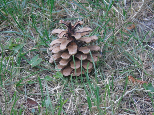pine cone