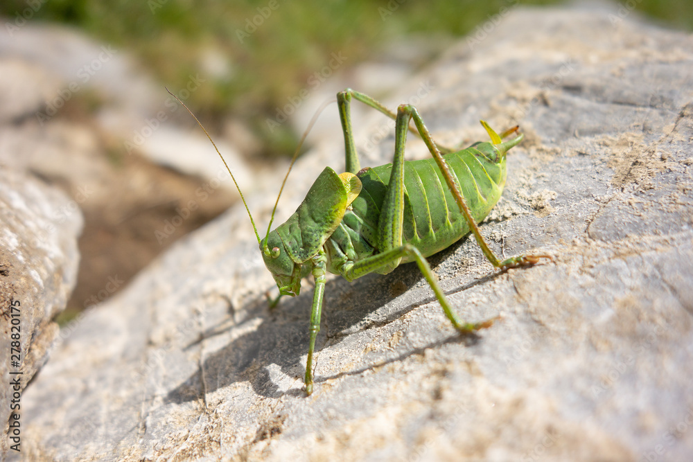 Large green grasshopper (Tettigonia viridissima) on a grey stone Large green grasshopper (Tettigonia viridissima) on a grey stone