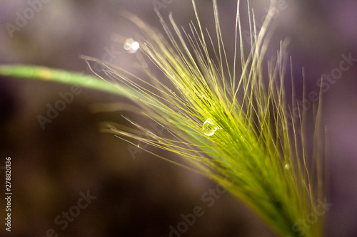 Feather grass on a dark background with a drop of water. Closeup. Natural concept. Copy space for text
