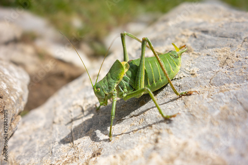 Large green grasshopper (Tettigonia viridissima) on a grey stone