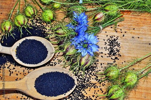 Black Cumin field , Nigella Sativa. photo