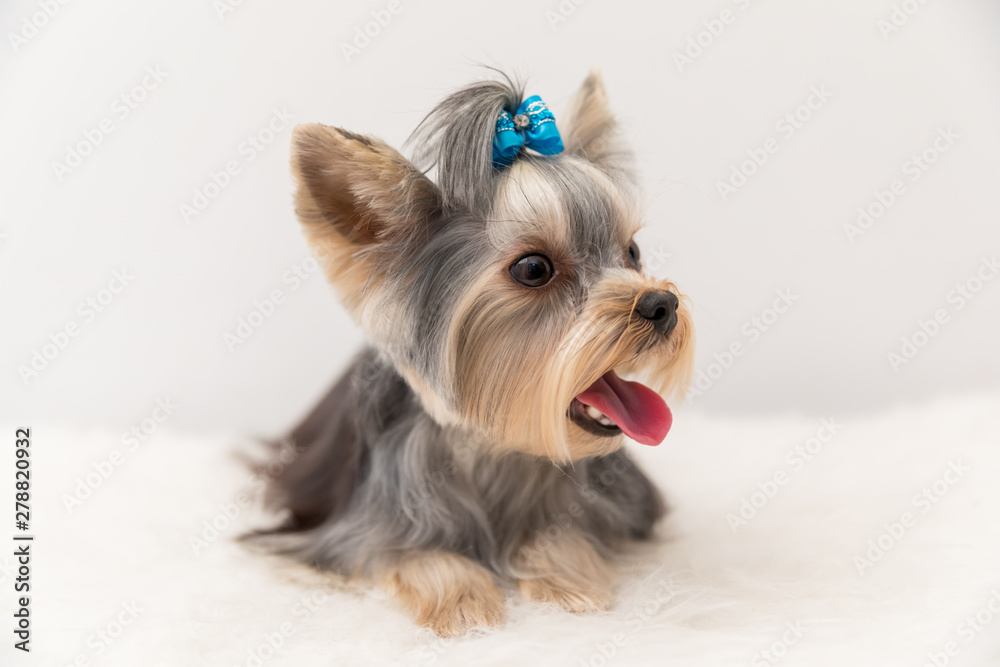 yorkshire terrier in front of white background