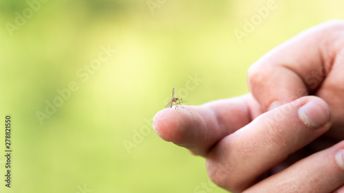one mosquito sits on the hand, pierces the skin and sucks human blood. Causes the disease malaria. Mosquitoes are dangerous carriers of diseases