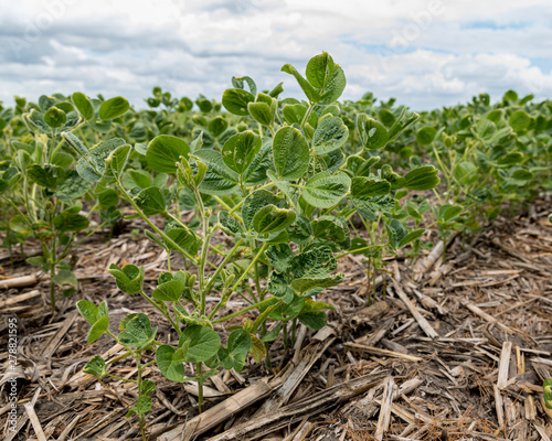 Soybean field with leaf blistering, cupping, and damage due to dicamba herbicide © JJ Gouin