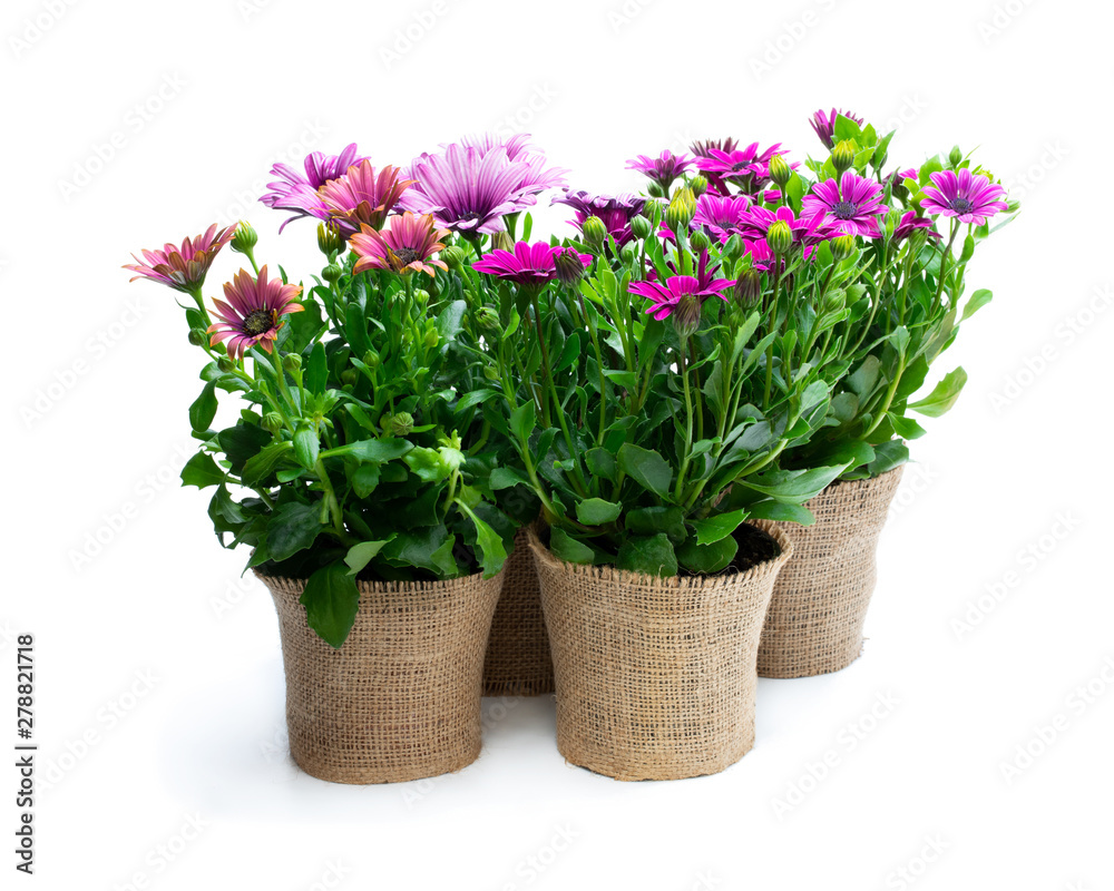 Group of colorful daisy flowers in small pots decorated with sackcloth isolated on white Group of colorful daisy flowers in small pots decorated with sackcloth isolated on white