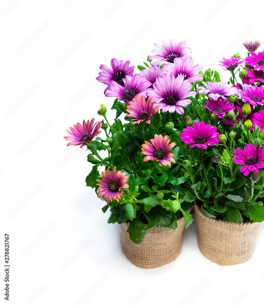 beautiful colorful daisy flowers in small pots decorated with sackcloth isolated on white