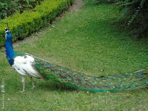 peacock on the grass