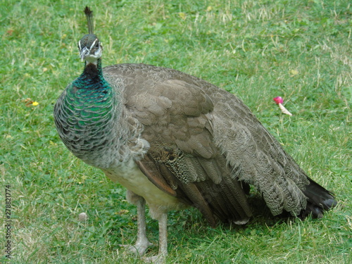 peacock