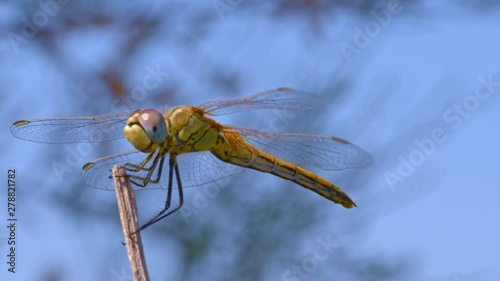 Golden dragonfly with black stripes flutters around the dry branch where rests, over blue sky. Close-up of beautiful female of Sympetrum fonscolombii with clear magenta and cyan compound eyes. photo