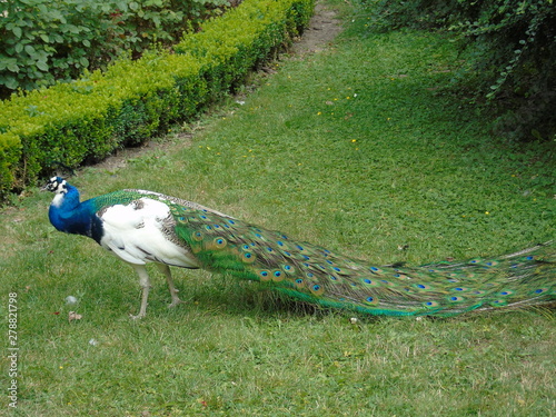 peacock in the park