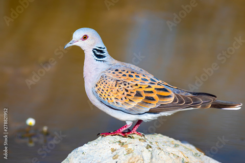 Colorful Dove. Nature background. Bird: European Turtle Dove. Streptopelia turtur.