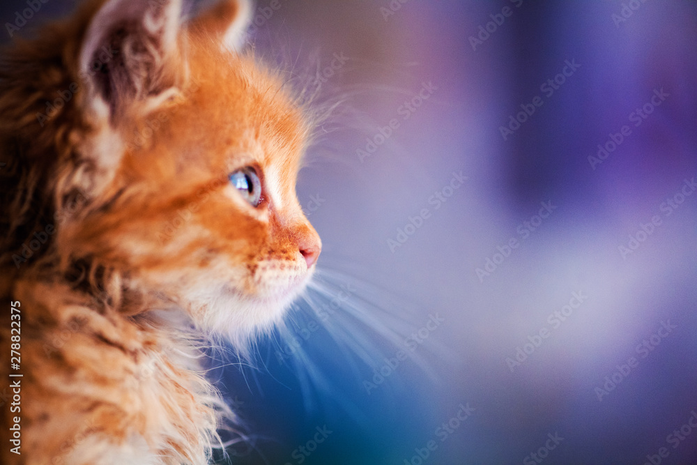 Cute little red kitten with amazing blue eyes