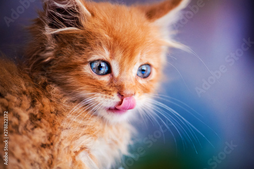 Cute little red kitten with amazing blue eyes