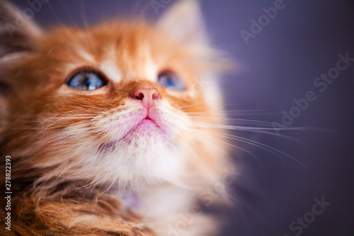 Cute little red kitten with amazing blue eyes